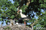 White Stork (Ciconia ciconia)