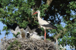 White Stork (Ciconia ciconia)