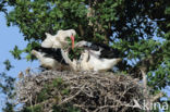 White Stork (Ciconia ciconia)