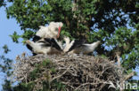 White Stork (Ciconia ciconia)