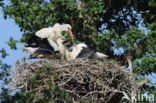 White Stork (Ciconia ciconia)