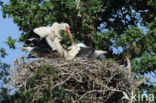 White Stork (Ciconia ciconia)