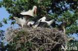 White Stork (Ciconia ciconia)