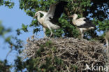 White Stork (Ciconia ciconia)