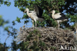 White Stork (Ciconia ciconia)