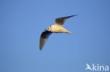 Ross s Gull (Rhodostethia rosea)