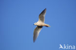 Ross s Gull (Rhodostethia rosea)