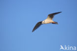 Ross s Gull (Rhodostethia rosea)