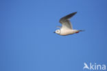 Ross s Gull (Rhodostethia rosea)