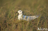 Ross s Gull (Rhodostethia rosea)