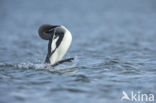 Arctic Loon