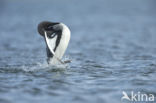 Arctic Loon