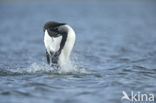 Arctic Loon