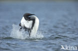 Arctic Loon