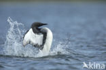 Arctic Loon