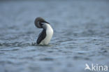 Arctic Loon