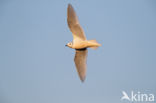 Ross s gull (Rhodostethia rosea)