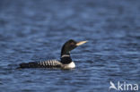 Yellow-billed Loon