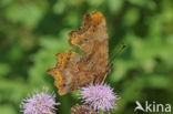 Gehakkelde aurelia (Polygonia c-album)