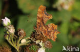 Gehakkelde aurelia (Polygonia c-album)