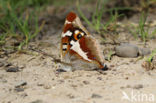 Grote weerschijnvlinder (Apatura iris)