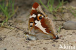 Grote weerschijnvlinder (Apatura iris)