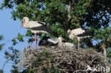 White Stork (Ciconia ciconia)