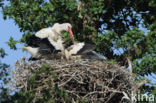 White Stork (Ciconia ciconia)