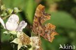 Gehakkelde aurelia (Polygonia c-album)