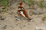 Grote weerschijnvlinder (Apatura iris)