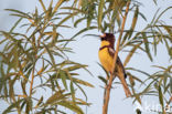 Yellow-breasted bunting (Emberiza aureola)