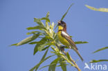 Yellow-breasted bunting (Emberiza aureola)