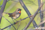 Siberian Rubythroat (Luscinia calliope)