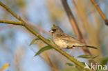 Black-faced bunting (Emberiza spodocephala)