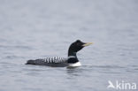 Yellow-billed Loon