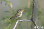 Noordse Boszanger (Phylloscopus borealis)