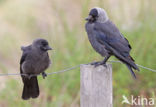 Eurasian Jackdaw (Corvus monedula)