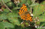 Gehakkelde aurelia (Polygonia c-album)