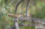 Noordse Boszanger (Phylloscopus borealis)