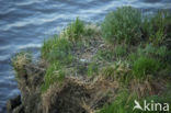 Rough-legged Buzzard (Buteo lagopus)