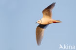 Ross s gull (Rhodostethia rosea)