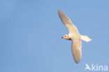 Ross s gull (Rhodostethia rosea)