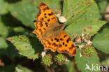 Gehakkelde aurelia (Polygonia c-album)