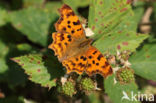 Comma (Polygonia c-album)