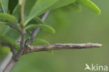 Zwartvlekspikkelspanner (Menophra abruptaria)