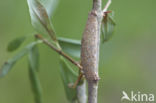 Zwartvlekspikkelspanner (Menophra abruptaria)