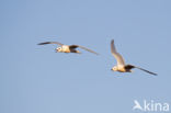 Ross s gull (Rhodostethia rosea)