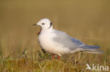 Ross s gull (Rhodostethia rosea)