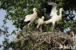 White Stork (Ciconia ciconia)