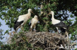 White Stork (Ciconia ciconia)